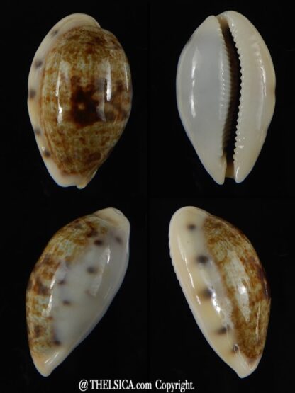 Talostolida pellucens polynesiana 26,30 mm Gem-0