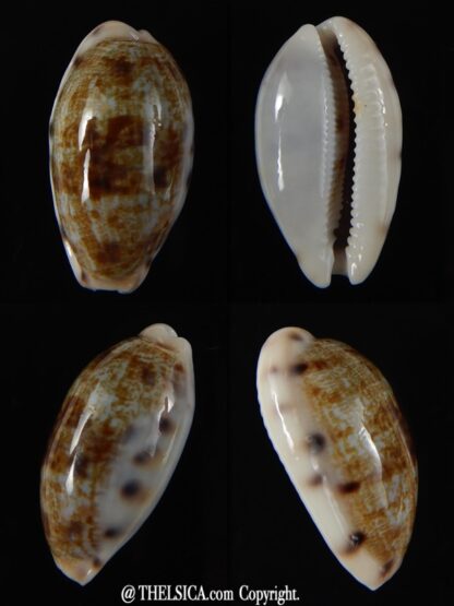 Talostolida pellucens polynesiana 29,42 mm Gem -0