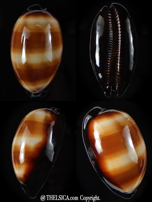 Talparia talpa vivida 60 mm F+++-0