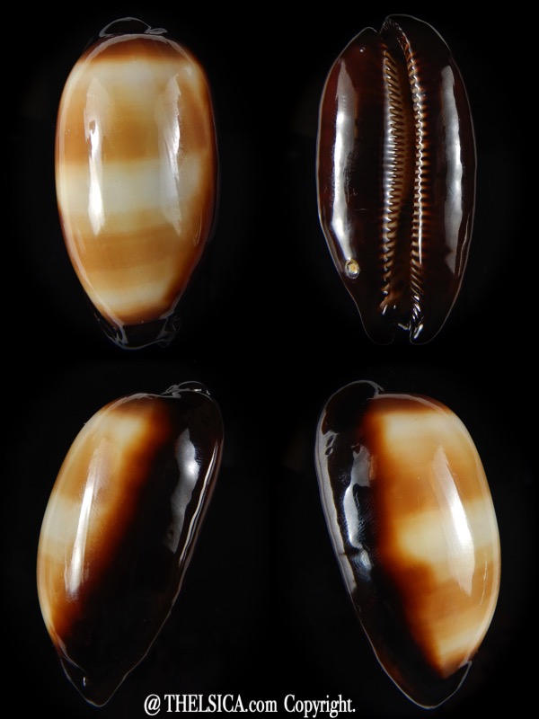 Talparia talpa vivida Big size .... 62,34 mm F+++-0