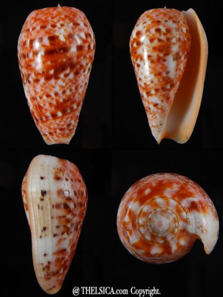 Textilia bullatus .. Fantastic colour 52,31 mm Gem-0