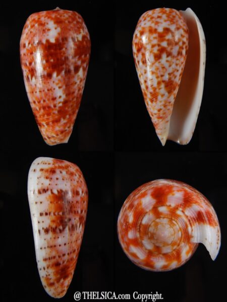 Textilia bullatus .. Fantastic colour 58,29 mm Gem-0