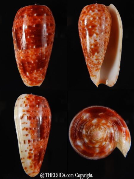 Textilia bullatus .. Fantastic colour 56,91 mm Gem-0