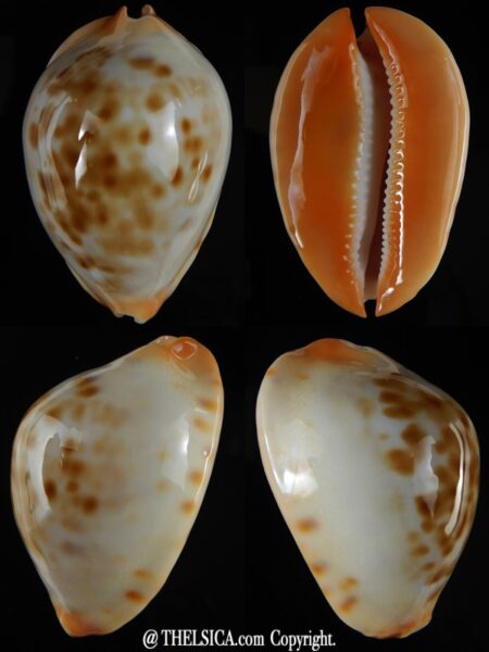 Zoila aurata aureabasis.. Dwarf... 56,26 mm Gem-0