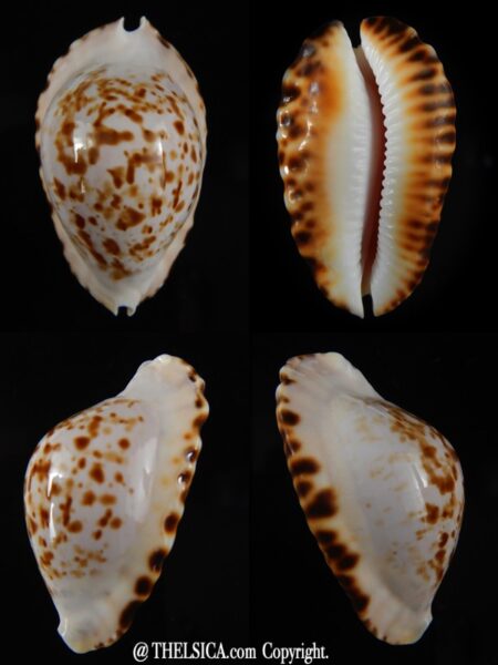 Zoila ketyana bataviensis 50,20 mm Gem-0