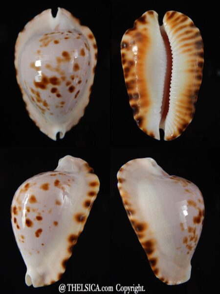 Zoila ketyana bataviensis 50,90 mm Gem-0