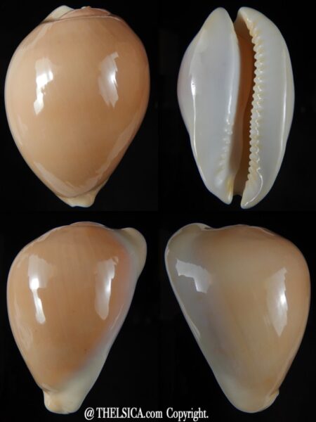 Zoila venusta roseopunctata roseoimmaculata .. 72,18 mm Gem (-)-0