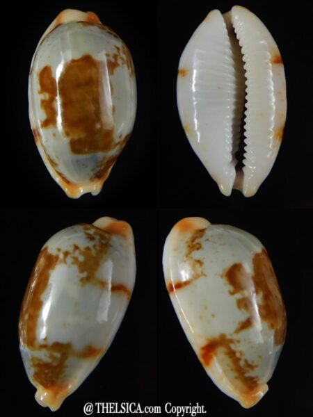 Bistolida clavicola clavicola 28,25 mm Gem-0