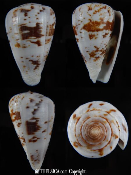 Chelyconus ermineus 61,33 mm Gem -0