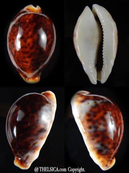 Cypraea pantherina funebralis 56,31 mm F+++/Gem-0