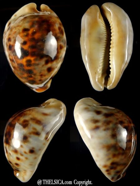 Cypraea tigris..Hyper rostrate... 95.70 mm Gem... 170 grms -0