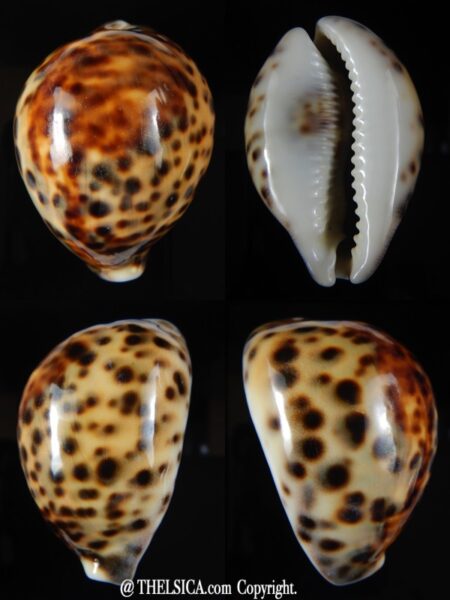 Cypraea tigris..Top colour ... 63.27 mm Gem-0