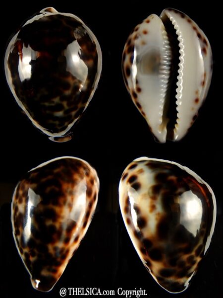 Cypraea tigris ...Dark colour .. 63,32 mm Gem-0
