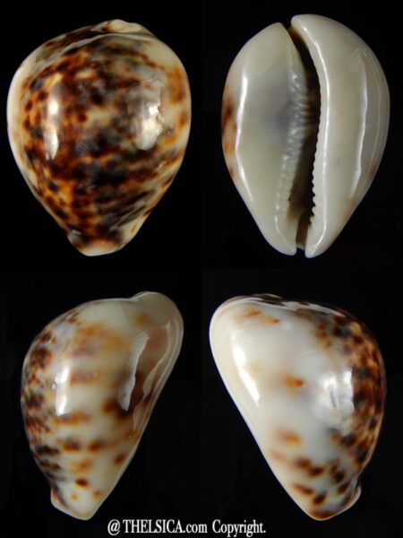 Cypraea tigris lyncichora 60.28 mm Gem-0