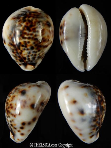 Cypraea tigris lyncichora 62.78 mm Gem-0