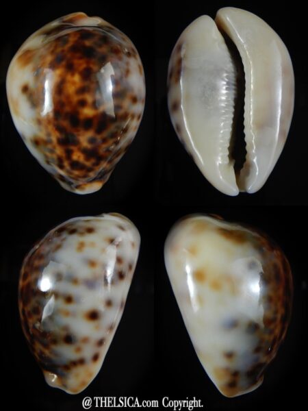 Cypraea tigris lyncichora 64.82 mm Gem-0
