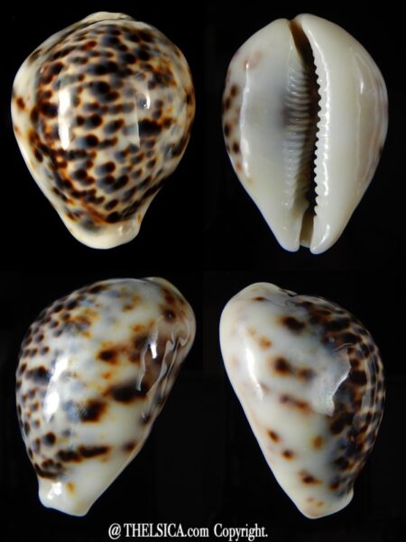 Cypraea tigris lyncichora 58,55 mm Gem-0