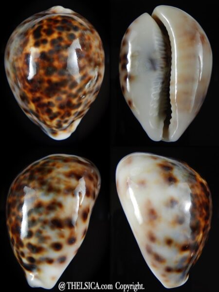 Cypraea tigris lyncichora 65.53 mm Gem -0