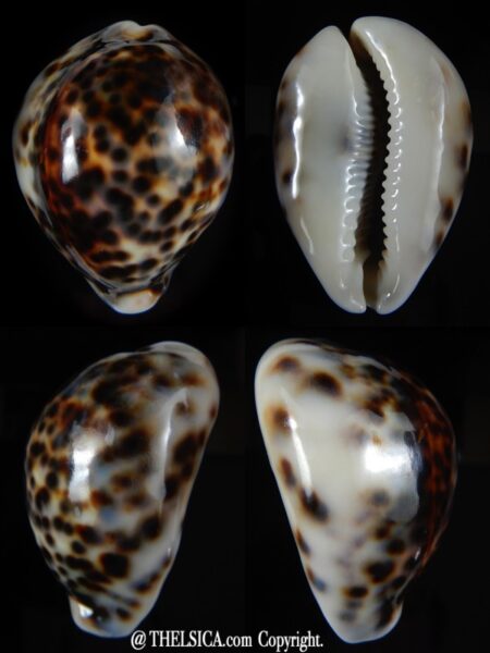 Cypraea tigris lyncichora 66.37 mm Gem-0