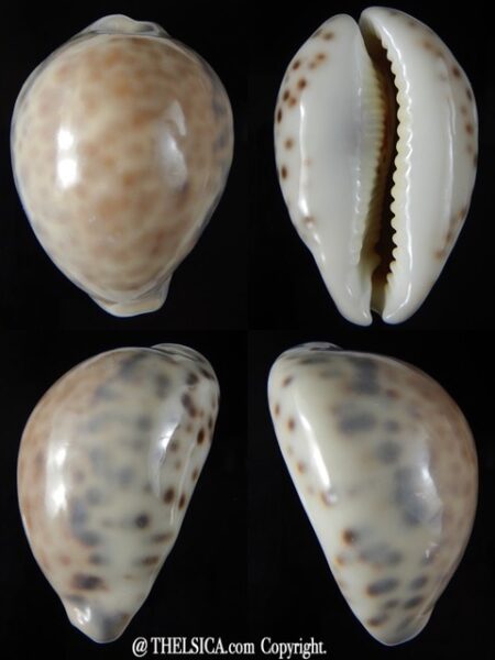 Cypraea tigris pardalis 75.71 mm Gem-0