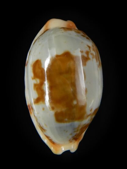 Bistolida clavicola clavicola 28,25 mm Gem-58735