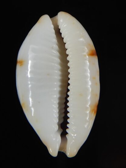 Bistolida clavicola clavicola 28,25 mm Gem-58738