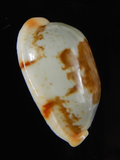 Bistolida clavicola clavicola 28,25 mm Gem-58736