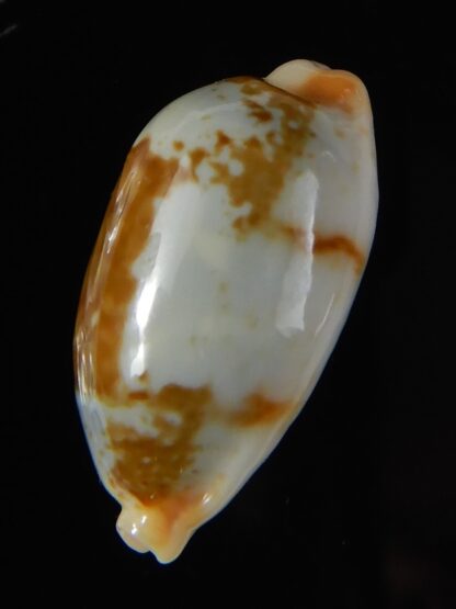 Bistolida clavicola clavicola 28,25 mm Gem-58737