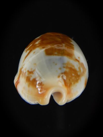 Bistolida clavicola clavicola 28,25 mm Gem-58734