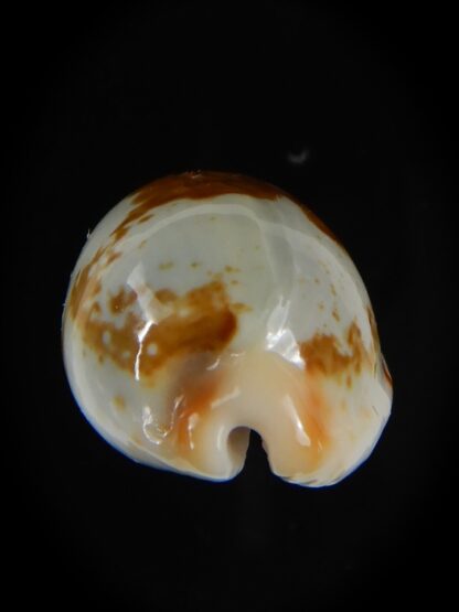 Bistolida clavicola clavicola 28,25 mm Gem-58733