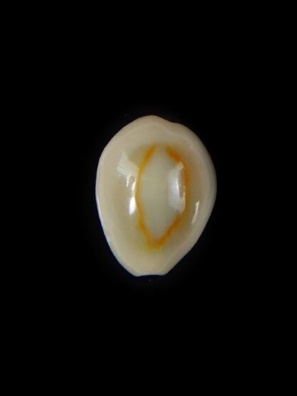 Monetaria annulus.. VERY SMALL SIZE .. 11,52 mm Gem -58827