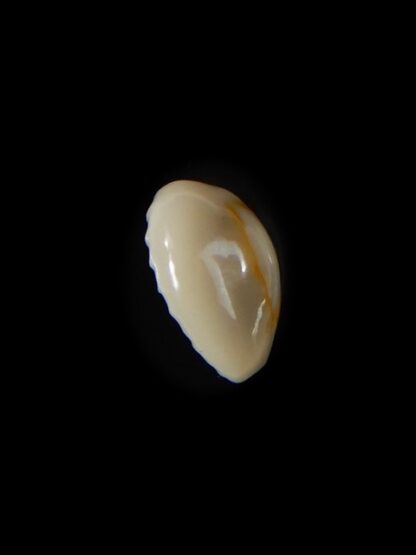 Monetaria annulus.. VERY SMALL SIZE .. 11,52 mm Gem -58832