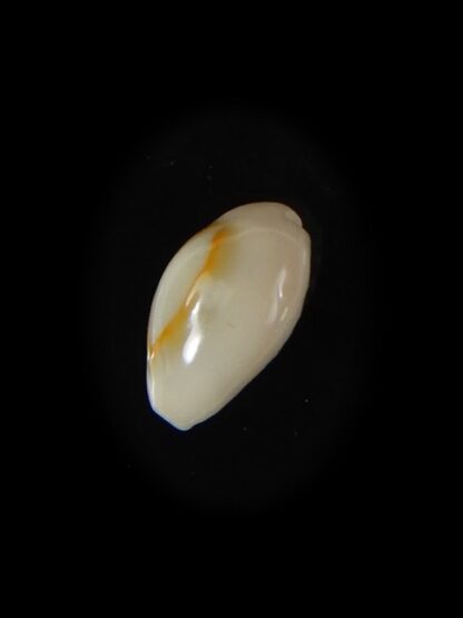 Monetaria annulus.. VERY SMALL SIZE .. 11,52 mm Gem -58830