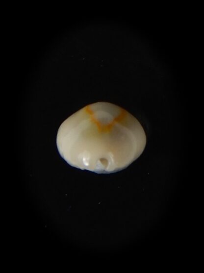 Monetaria annulus.. VERY SMALL SIZE .. 11,52 mm Gem -58831