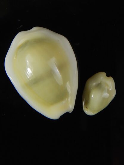 Monetaria moneta..Contrasting sizes ... 26,91 / 13,50 mm Gem-58842