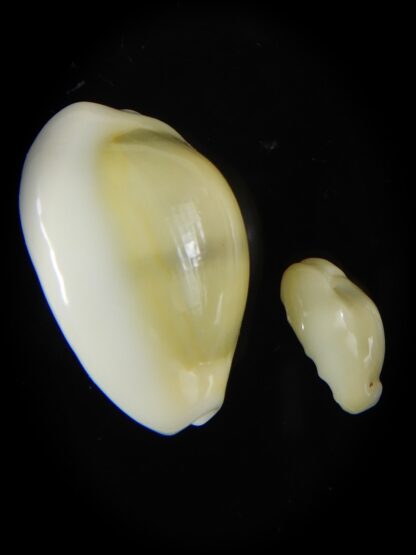 Monetaria moneta..Contrasting sizes ... 26,91 / 13,50 mm Gem-58846