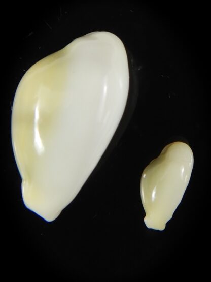 Monetaria moneta..Contrasting sizes ... 26,91 / 13,50 mm Gem-58848