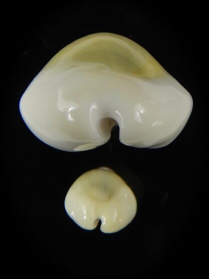 Monetaria moneta..Contrasting sizes ... 26,91 / 13,50 mm Gem-58845