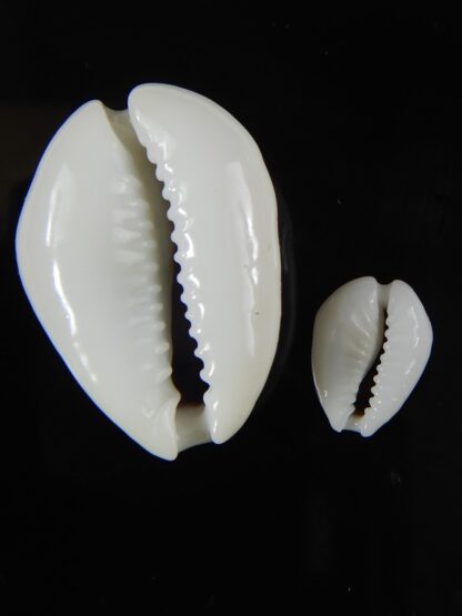 Monetaria moneta..Contrasting sizes ... 28,94 / 13,20 mm Gem-58861