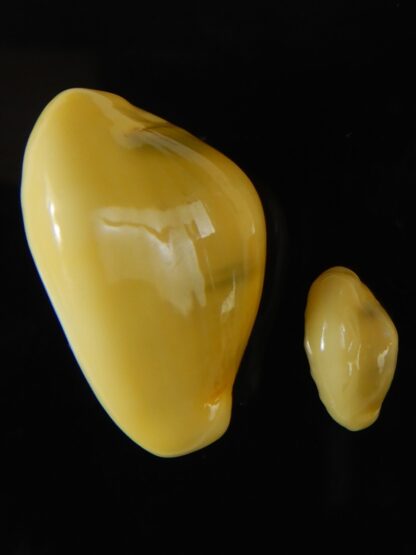 Monetaria moneta..Contrasting sizes ... 29,50 / 14,12 mm Gem-58890