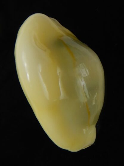 Monetaria moneta moneta ..Incredible shape ... 20.10 mm Gem-59310