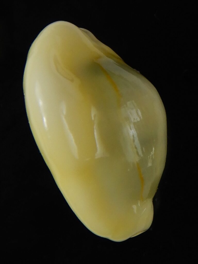 ..Incredible shape 20.10 mm Gem Thelsica