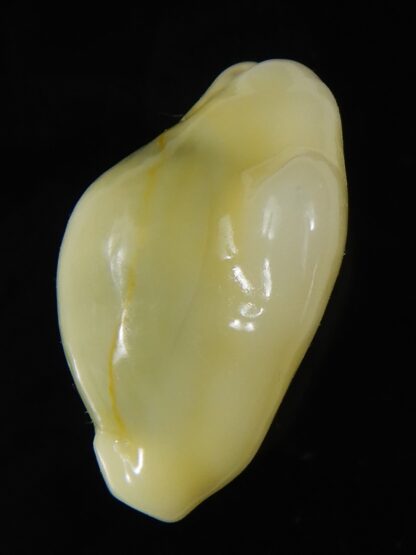 Monetaria moneta moneta ..Incredible shape ... 20.10 mm Gem-59312