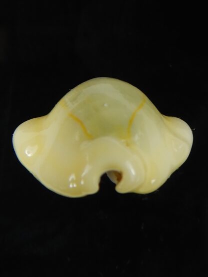 Monetaria moneta moneta ..Incredible shape ... 26,70 mm Gem-58999