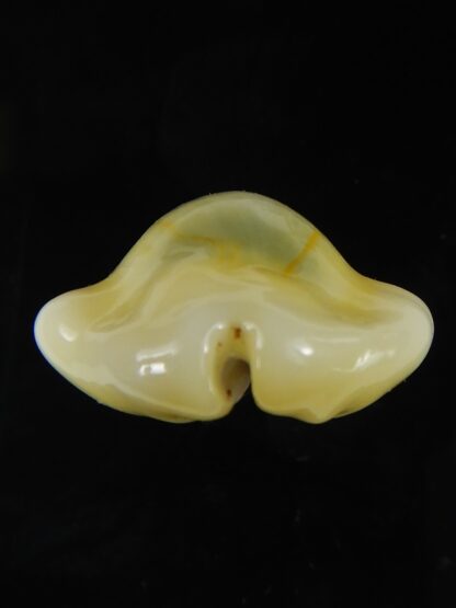 Monetaria moneta moneta ..Incredible shape ... 20.10 mm Gem-59308