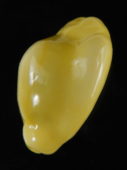 Monetaria moneta moneta ..Incredible shape ... 26,04 mm Gem -58986