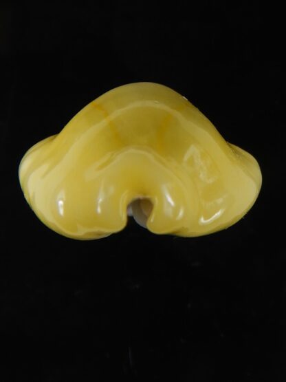 Monetaria moneta moneta ..Incredible shape ... 26,04 mm Gem -58988