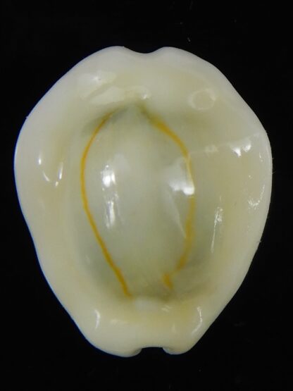 Monetaria moneta moneta ..Incredible shape ... 23,43 mm Gem -58954