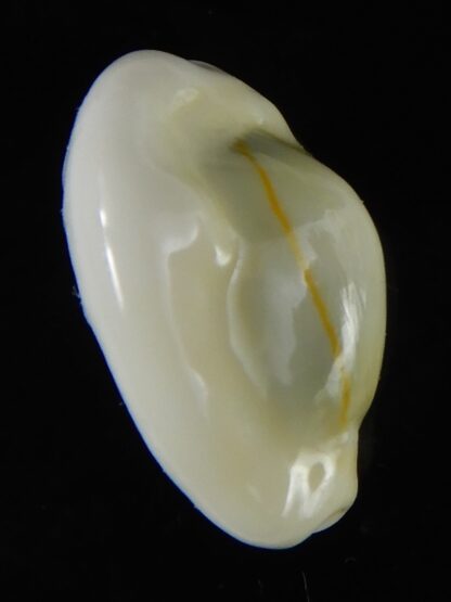 Monetaria moneta moneta ..Incredible shape ... 23,43 mm Gem -58958