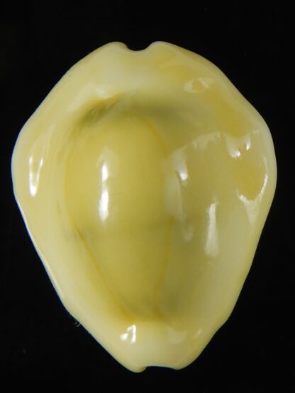 Monetaria moneta moneta ..Incredible shape ... 28,98 mm Gem-59010